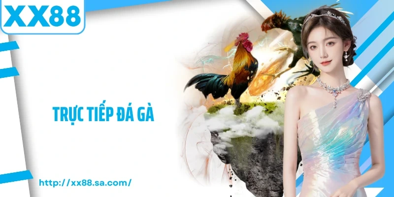 trưc tiếp đá gà